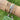 Diamond Border Bangle